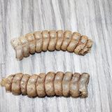 2 Very Large Rattlesnake Rattles  #2664    Taxidermy Diamondback Sidewinder
