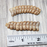 2 Very Large Rattlesnake Rattles  #2664    Taxidermy Diamondback Sidewinder
