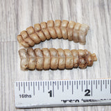 2 Very Large Rattlesnake Rattles  #2664    Taxidermy Diamondback Sidewinder