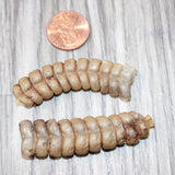 2 Very Large Rattlesnake Rattles  #2664    Taxidermy Diamondback Sidewinder