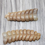 2 Large Rattlesnake Rattles  #5764    Taxidermy Diamondback Sidewinder