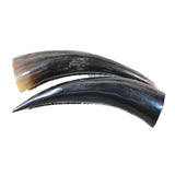 2 Small Polished Cow Horns #9156    Natural colored
