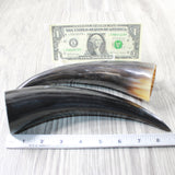 2 Small Polished Cow Horns #9156    Natural colored