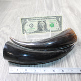 2 Small Polished Cow Horns #9156    Natural colored