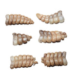 6 Small Rattlesnake Rattles  #6964    Taxidermy Diamondback Sidewinder