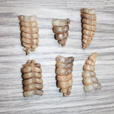 6 Small Rattlesnake Rattles  #6964    Taxidermy Diamondback Sidewinder