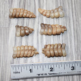 6 Small Rattlesnake Rattles  #6964    Taxidermy Diamondback Sidewinder