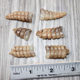 6 Small Rattlesnake Rattles  #6964    Taxidermy Diamondback Sidewinder
