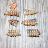 6 Small Rattlesnake Rattles  #6964    Taxidermy Diamondback Sidewinder