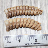 2 Very Large  Rattlesnake Rattles  #7064    Taxidermy Diamondback Sidewinder