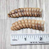 2 Very Large  Rattlesnake Rattles  #7064    Taxidermy Diamondback Sidewinder