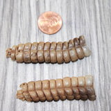 2 Very Large  Rattlesnake Rattles  #7064    Taxidermy Diamondback Sidewinder