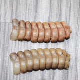 2 Rattlesnake Rattles  #3064    Taxidermy Diamondback Sidewinder