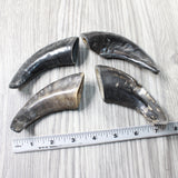 4 Small Polished Goat Horns #1356      Natural Colored