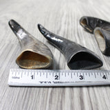 4 Small Polished Goat Horns #1356      Natural Colored