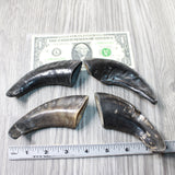 4 Small Polished Goat Horns #1356      Natural Colored