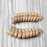 2 Very Large Rattlesnake Rattles  #0556    Taxidermy Diamondback Sidewinder