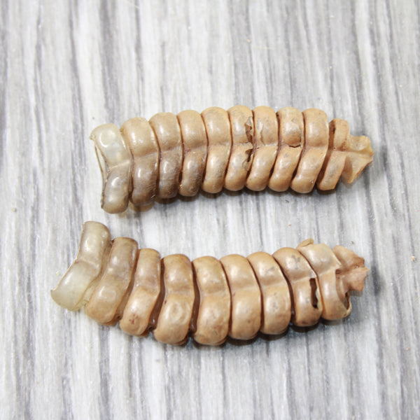 2 Very Large Rattlesnake Rattles  #0556    Taxidermy Diamondback Sidewinder