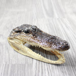 1 Alligator  6.75  Inch Head  #0556    taxidermy gator reptile crocodile