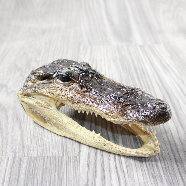 1 Alligator  6.75  Inch Head  #0556    taxidermy gator reptile crocodile