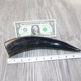 1 Polished Cow Horn #565    Natural Colored