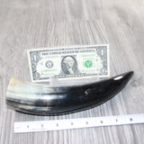 1 Polished Cow Horn #565    Natural Colored