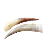 2 Polished Cow Horns #8656    Natural colored