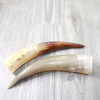 2 Polished Cow Horns #8656    Natural colored