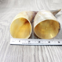 2 Polished Cow Horns #8656    Natural colored