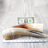 2 Polished Cow Horns #8656    Natural colored