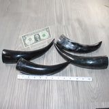 4 Polished Cow Horns #165    Natural colored