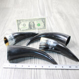 4 Small Polished Cow Horns #3856    Natural colored b