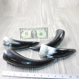 4 Small Polished Cow Horns #3856    Natural colored b