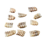 10 Very Small Rattlesnake Rattles  #7956    Taxidermy Diamondback Sidewinder