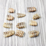 10 Very Small Rattlesnake Rattles  #7956    Taxidermy Diamondback Sidewinder