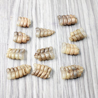 10 Very Small Rattlesnake Rattles  #7956    Taxidermy Diamondback Sidewinder