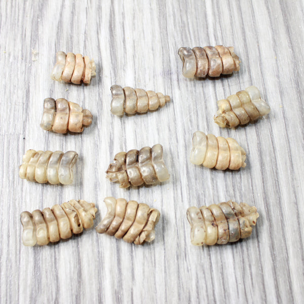 10 Very Small Rattlesnake Rattles  #7956    Taxidermy Diamondback Sidewinder