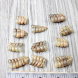 10 Very Small Rattlesnake Rattles  #7956    Taxidermy Diamondback Sidewinder