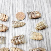 10 Very Small Rattlesnake Rattles  #7956    Taxidermy Diamondback Sidewinder
