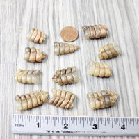 10 Very Small Rattlesnake Rattles  #7956    Taxidermy Diamondback Sidewinder