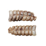 2 Rattlesnake Rattles  #565    Taxidermy Diamondback Sidewinder