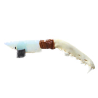 Coyote Jaw Handle Opalite Blade Ornamental Knife #8056     Mountain Man Knife