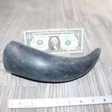 1 Raw Unfinished Cow Horn #565   Natural Colored