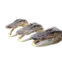 3 Alligator  6.5  Inch Heads  #0056    taxidermy gator reptile crocodile