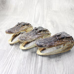 3 Alligator  6.5  Inch Heads  #0056    taxidermy gator reptile crocodile