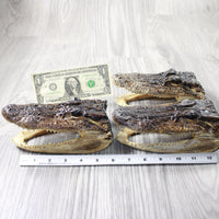 3 Alligator  6.5  Inch Heads  #0056    taxidermy gator reptile crocodile