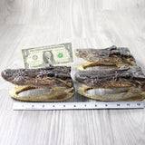 3 Alligator  6.5  Inch Heads  #0056    taxidermy gator reptile crocodile