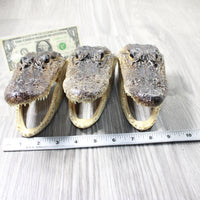 3 Alligator  6.5  Inch Heads  #0056    taxidermy gator reptile crocodile
