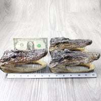 3 Alligator  6.5  Inch Heads  #0056    taxidermy gator reptile crocodile