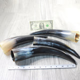 4 Polished Cow Horns #6257    Natural colored